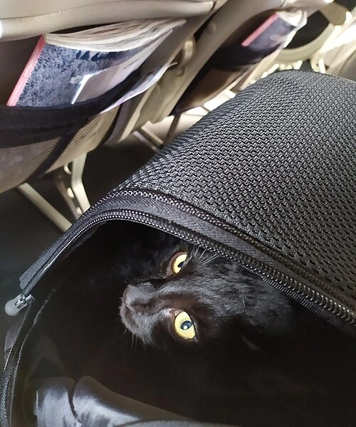 Black cat inside a soft-sided pet carrier beside an aircraft seat