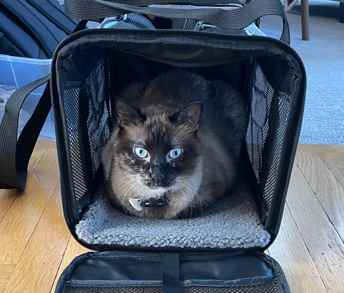 Cat resting inside a ventilated soft-sided pet carrier during a home fit check